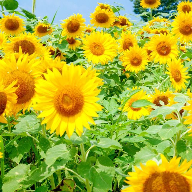 ひまわり ひまわり ひまわりページ ひまわり Amazon.co.jp: ZXHYWYM