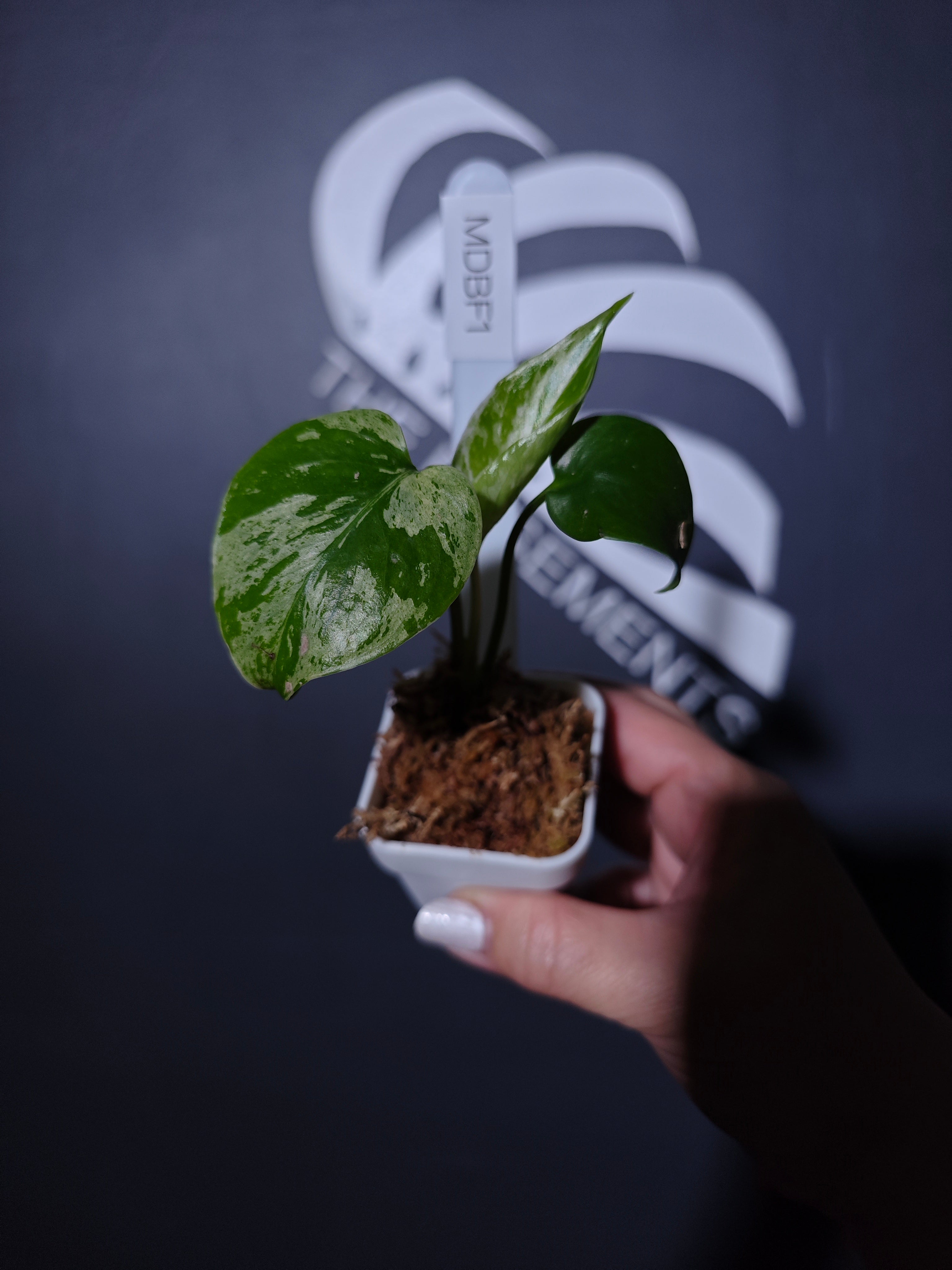 Monstera Deliciosa Bulbasaur - thebasements.com