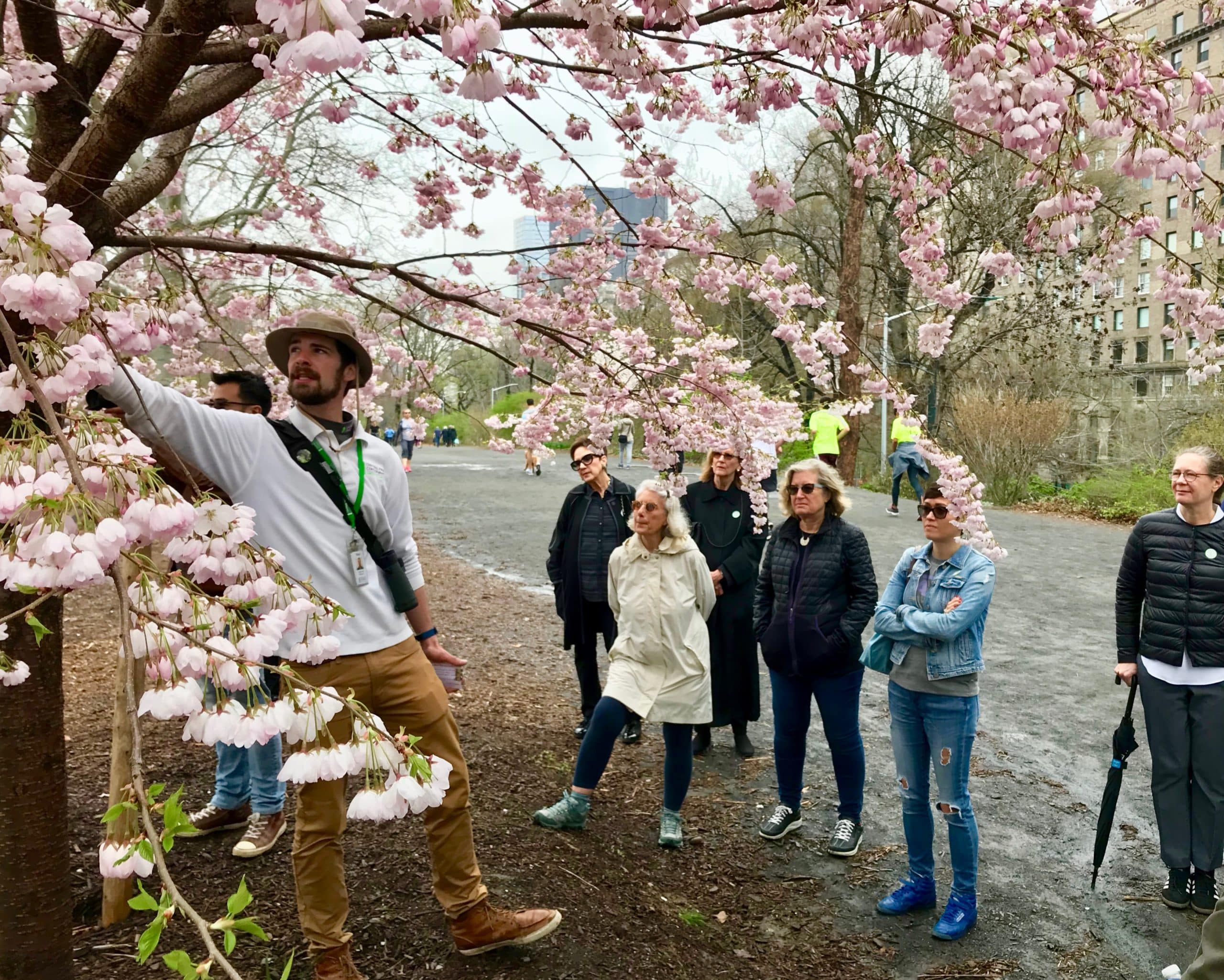 Central Park's Cherry Blossoms: Bloom Guide 2024