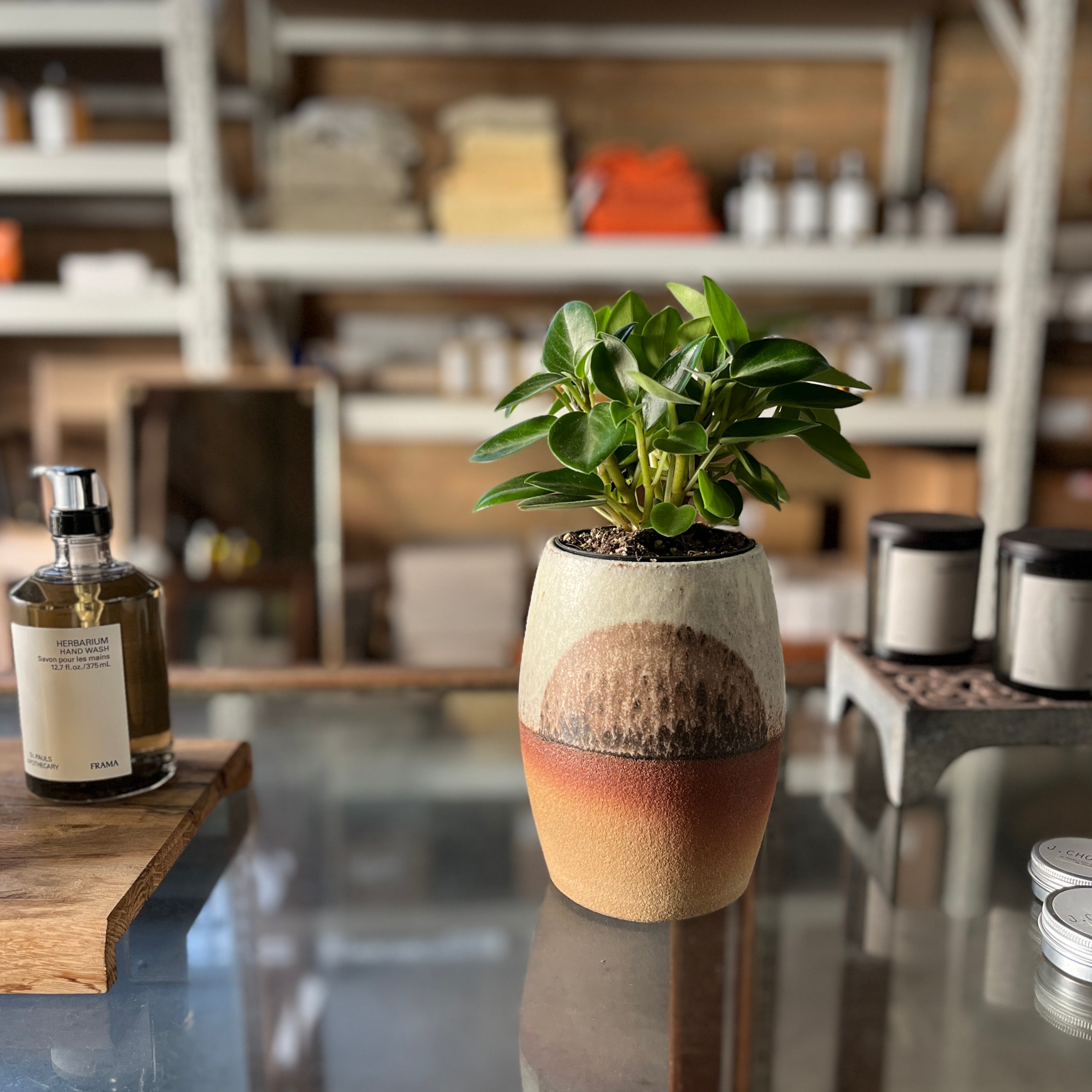 手作植木鉢 L サイズ 検（ 塊根植物 グラキリス パキプス アガベ