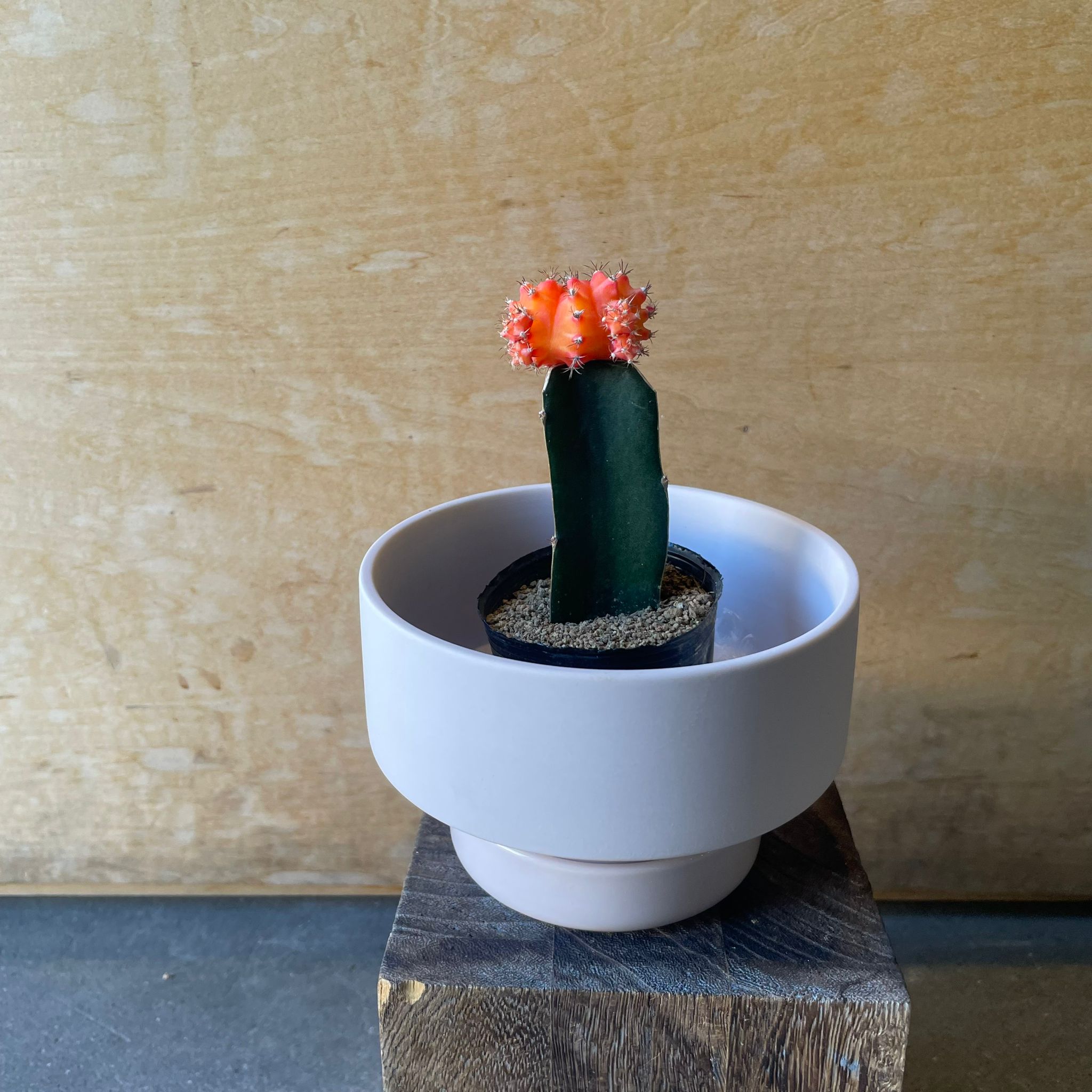 サボテン 緋牡丹 I インドアプランツ I プラントソサエティトーキョー