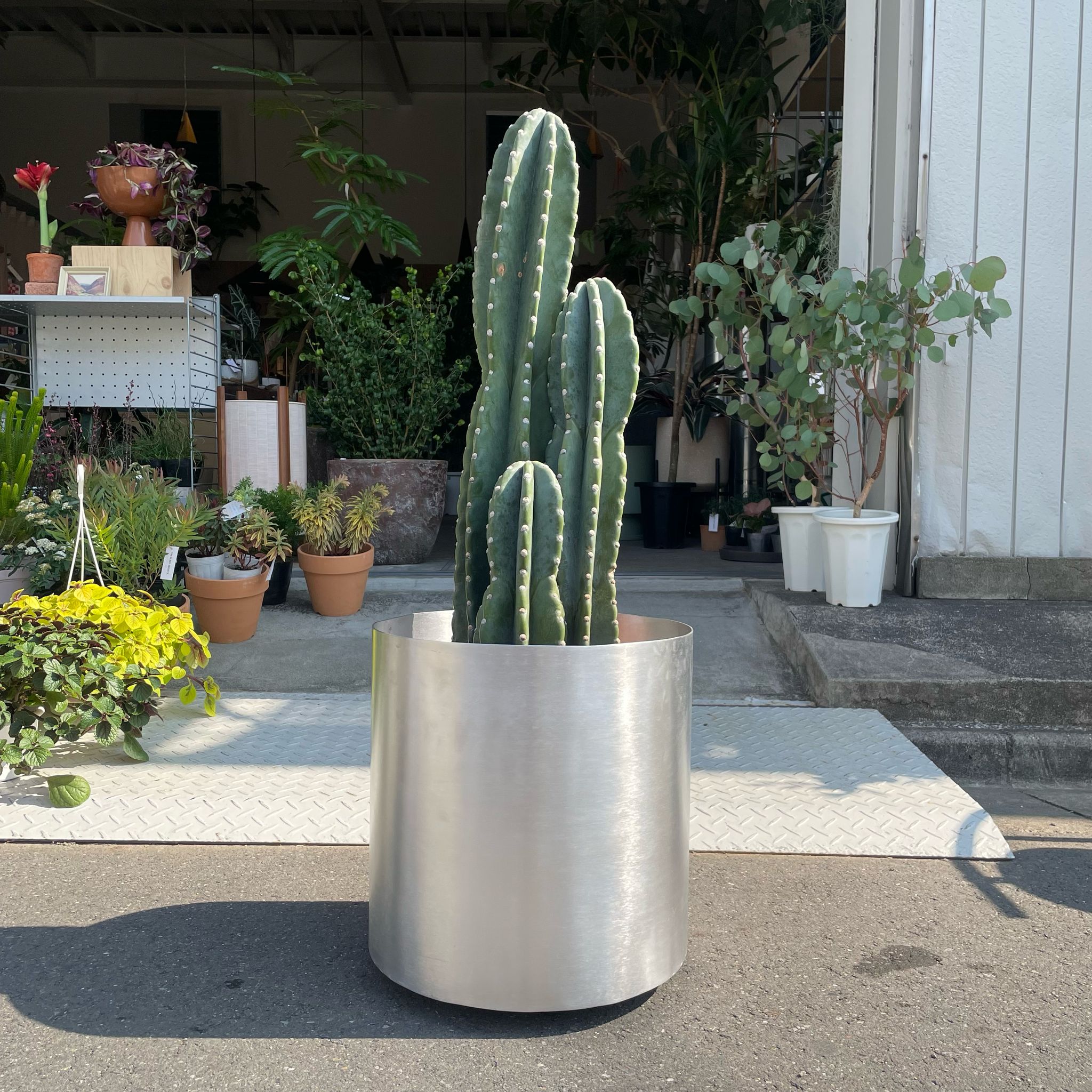 柱サボテン・雷神閣 I インドアプランツ I プラントソサエティ