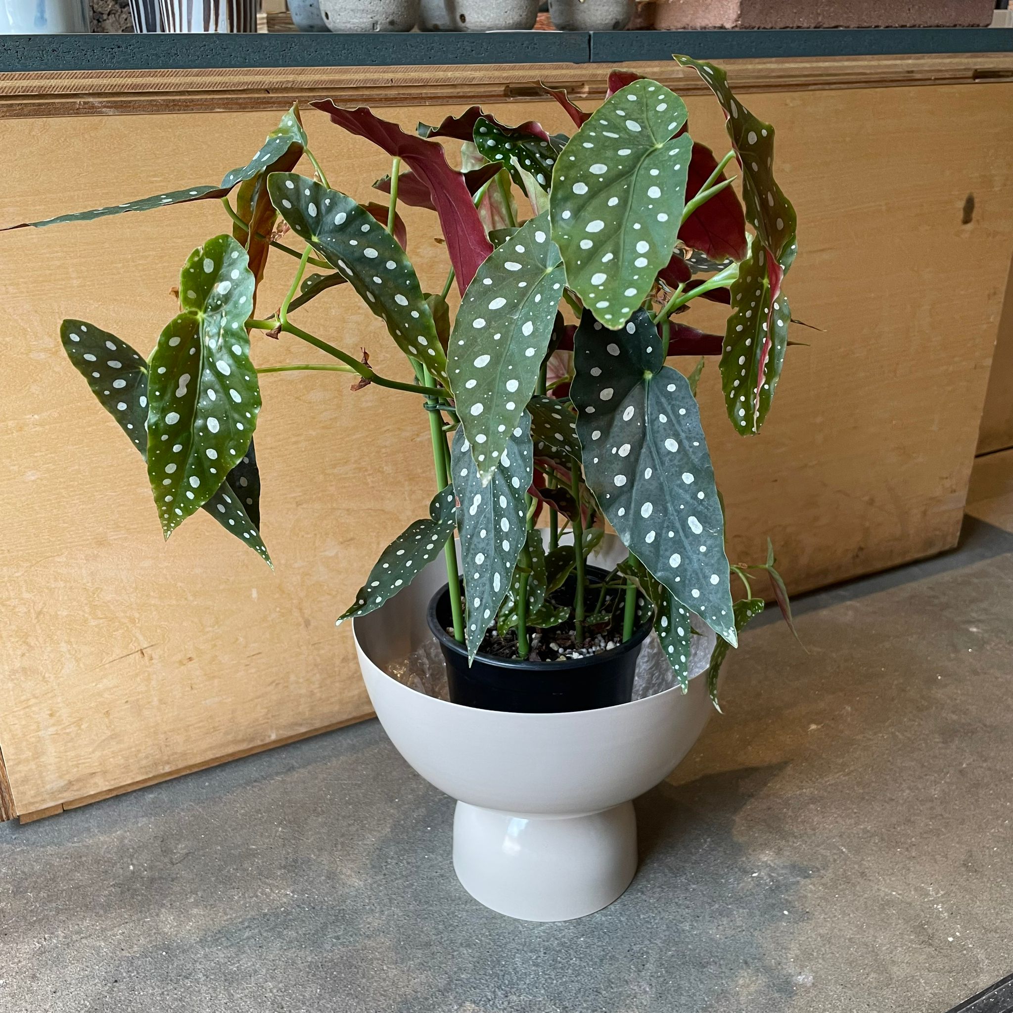 ベゴニア マクラータ I インドアプランツ I プラントソサエティ