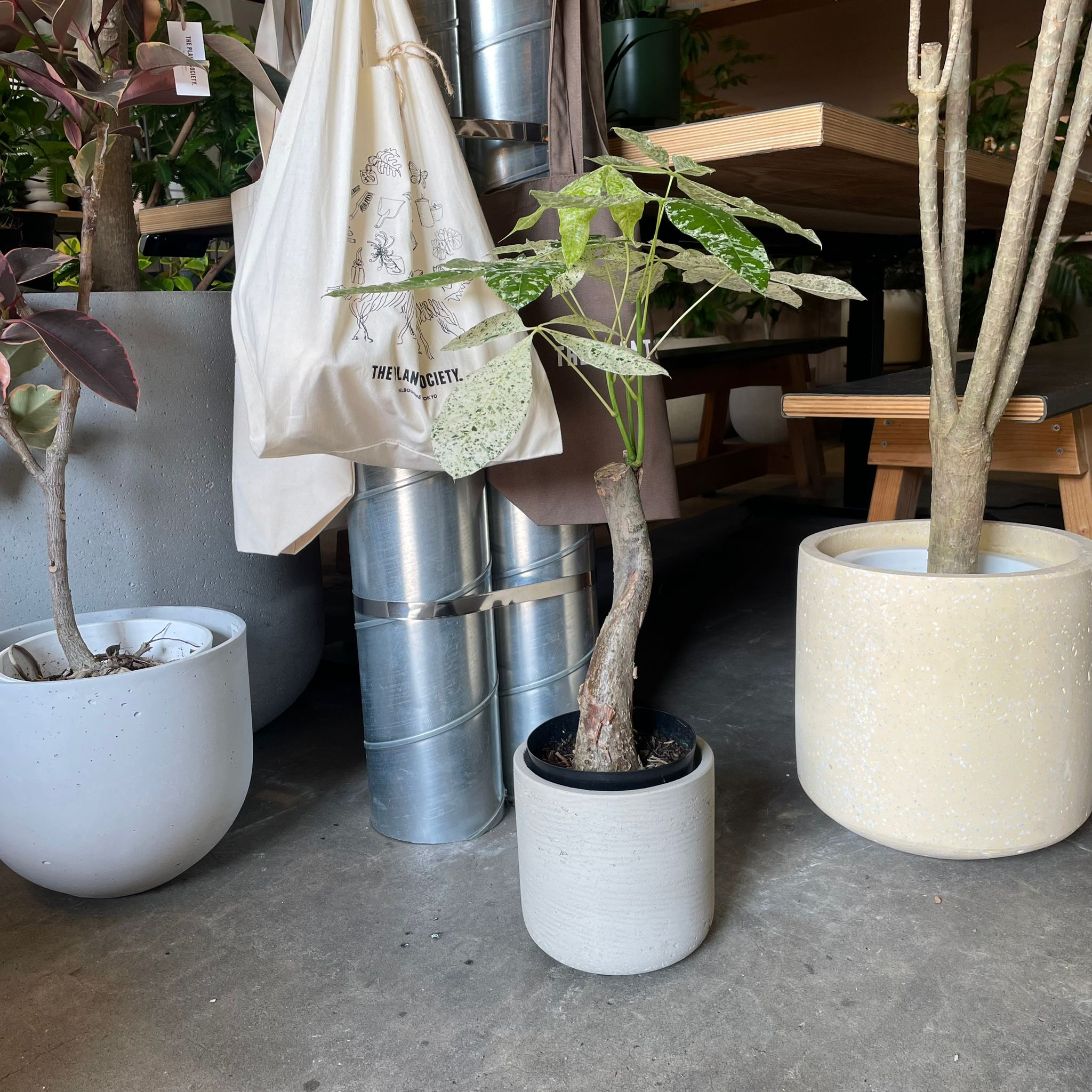 パキラ ミルキーウェイ I インドアプランツ I プラントソサエティ