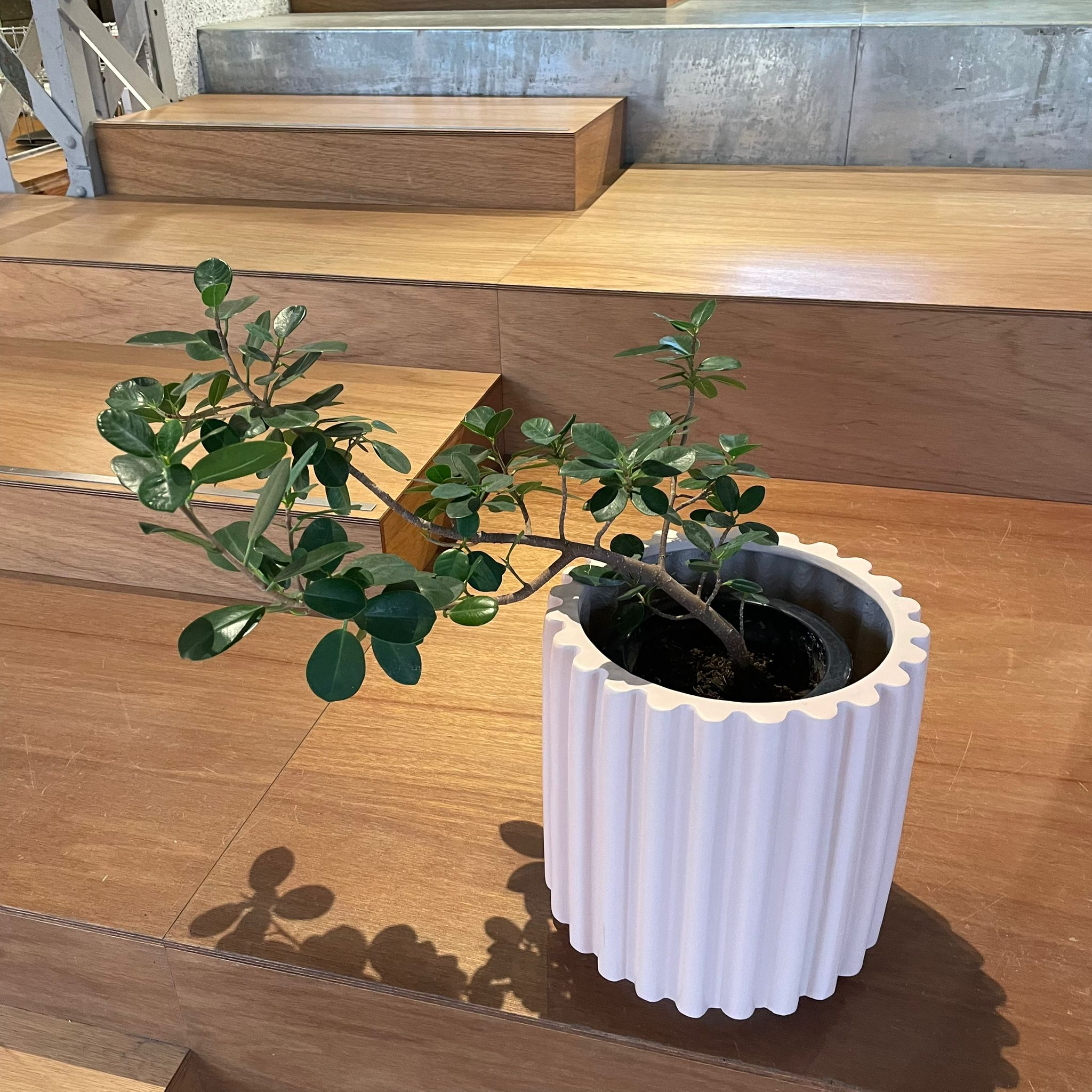 パンダガジュマル I インドアプランツ I プラントソサエティトーキョー