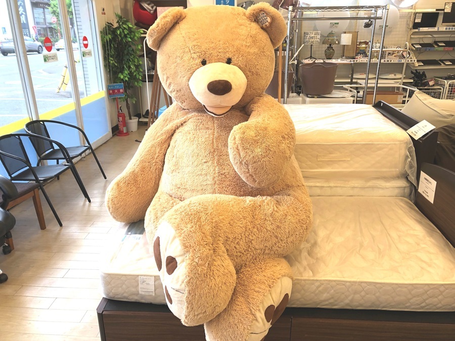 COSTCO(コストコ)のクマのぬいぐるみを入荷しました！｜2022年07月07日