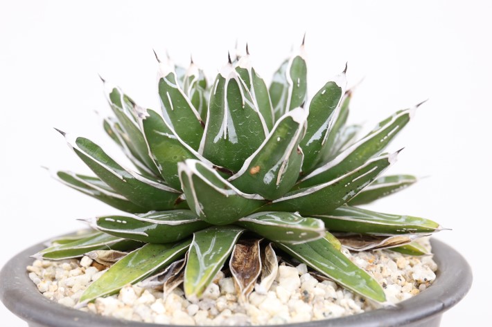 姫笹の雪 特美ペンキ A3242☆アガベ 多肉植物☆「送料無料」浦部陽向園