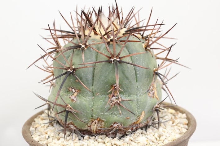 太平丸 実生 A3330☆エキノカクタス サボテン☆「送料無料」浦部陽向園