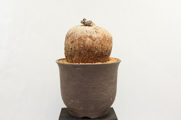 ボルシアーナ 輸入球 A3562☆イポメア 塊根植物 多肉植物☆「送料無料