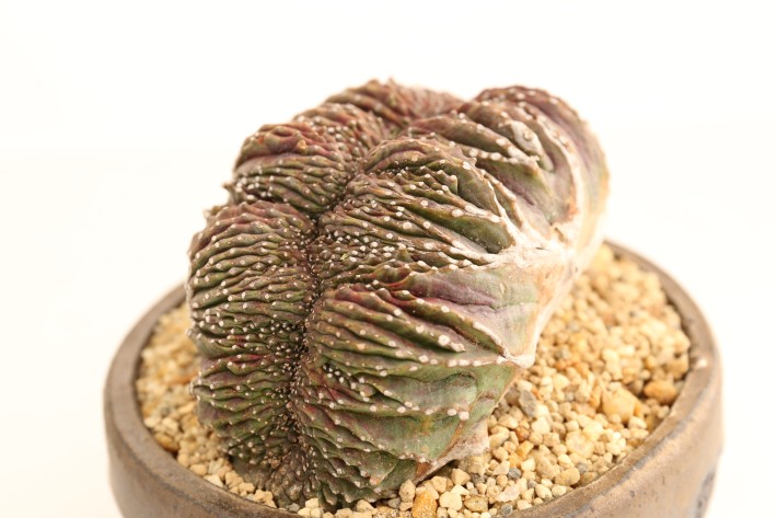 送料無料】オベサ綴化モンスト ユーフォルビア 輸入球 A3787｜多肉植物