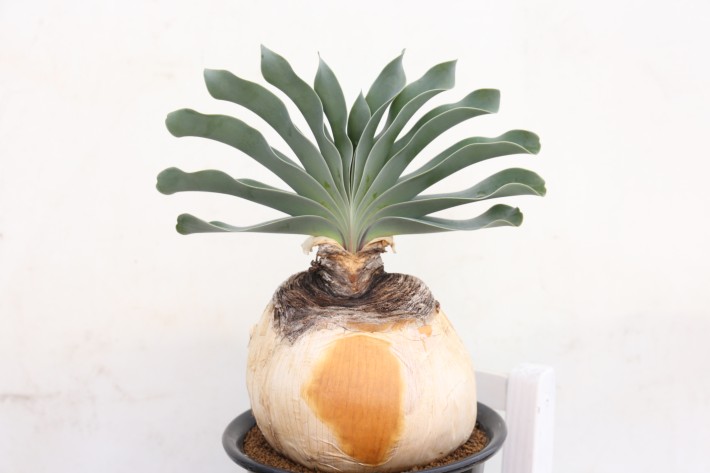 ブーファン ハエマンソイデス発根済み三年間管理しました 球根植物