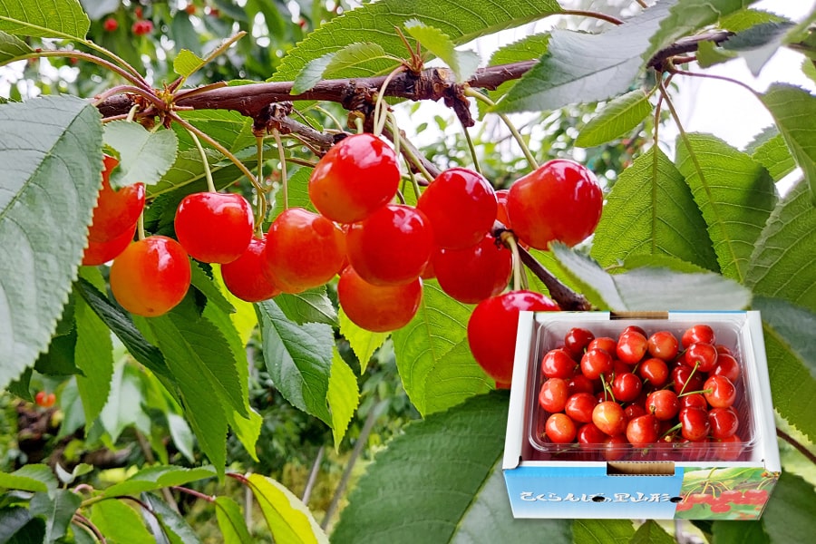 厳選さくらんぼ佐藤錦500gバラ詰Lサイズ以上