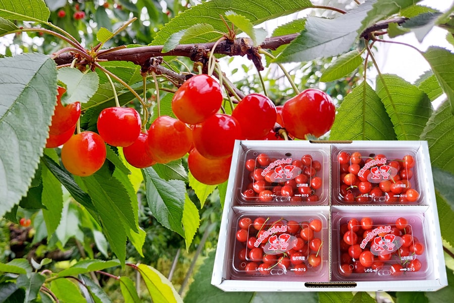 厳選さくらんぼ佐藤錦800gLサイズ以上(200g×4パック)