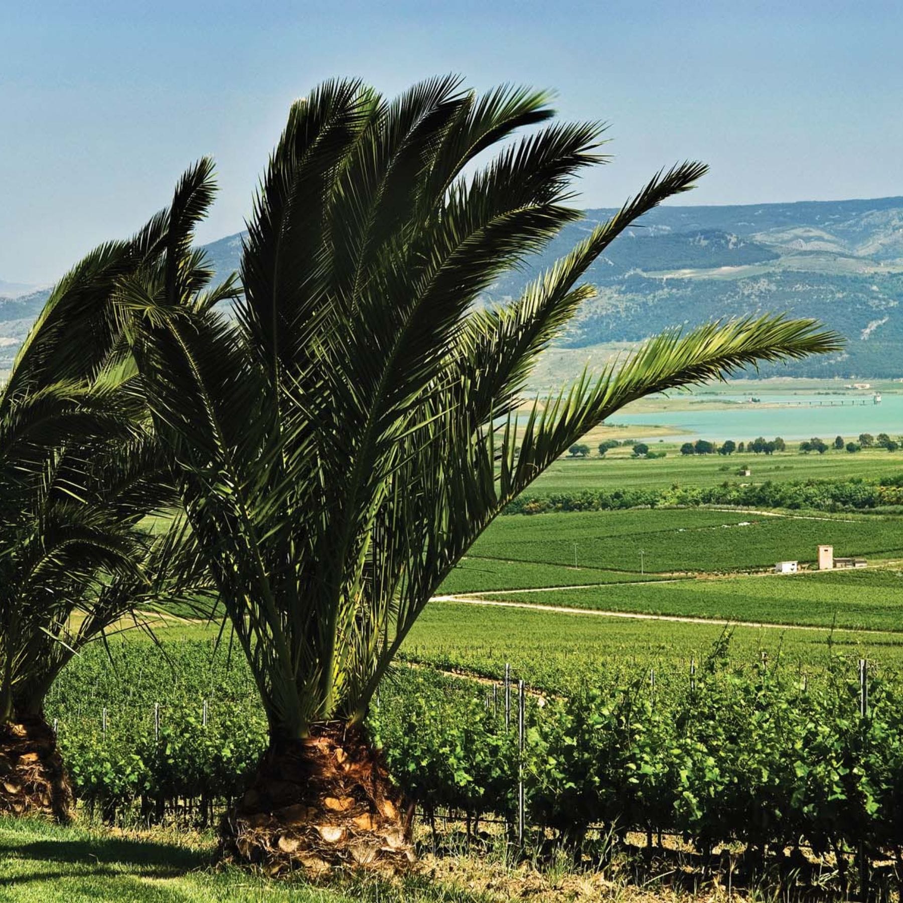 フェウド・アランチョ サンジョヴェーゼ／フェウド・アランチョ