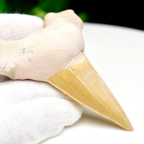 サメの歯 化石 モロッコ産｜オトドゥス オブリクス｜大きめ