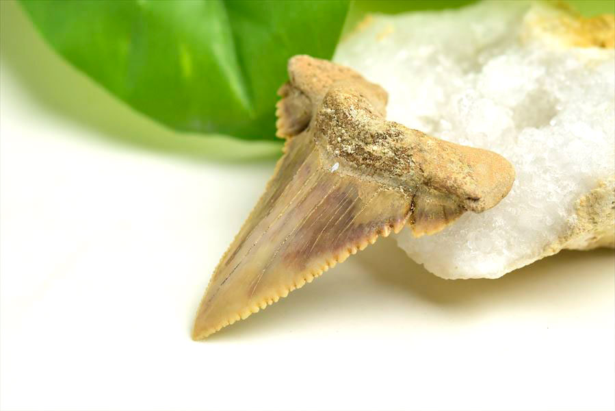 ホホジロザメ 歯 牙 化石｜サメの歯（約10.9g）｜モロッコ産