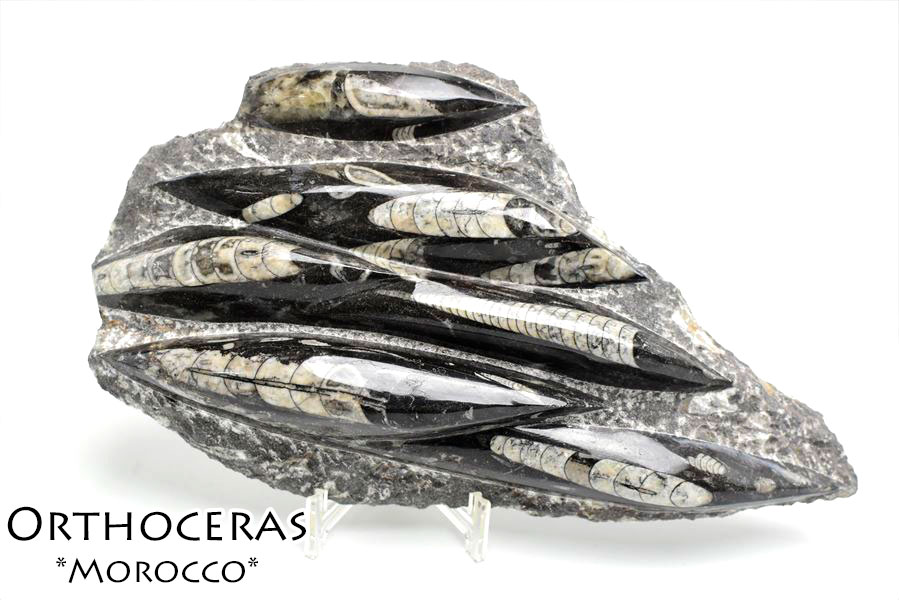 オルソセラス（直角貝/Orthoceras）化石プレート｜モロッコ産