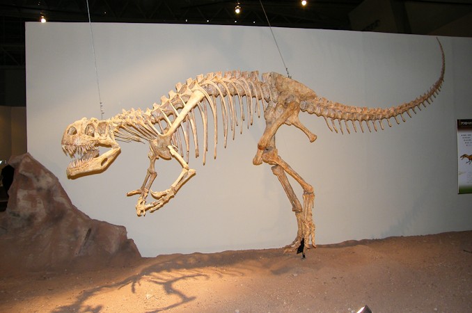 アフロベナトル - 恐竜・翼竜大図鑑（裏辺研究所）