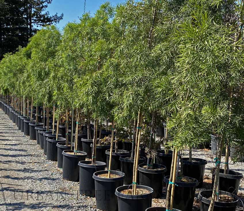Podocarpus gracilior STD | Urban Tree Farm Nursery
