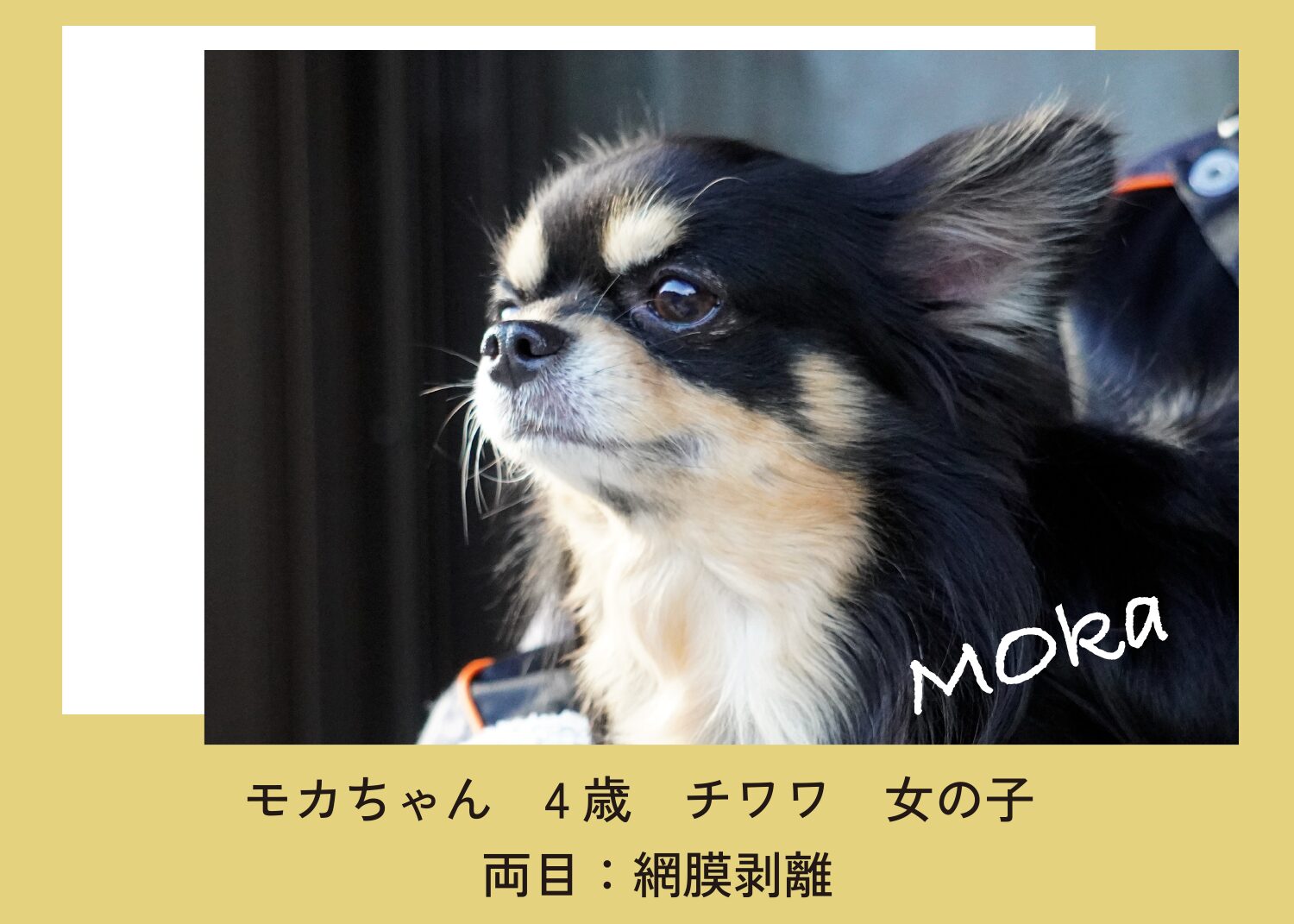 どうぶつ眼科専門クリニック｜獣医眼科専門医による眼科診療｜大阪府豊中市