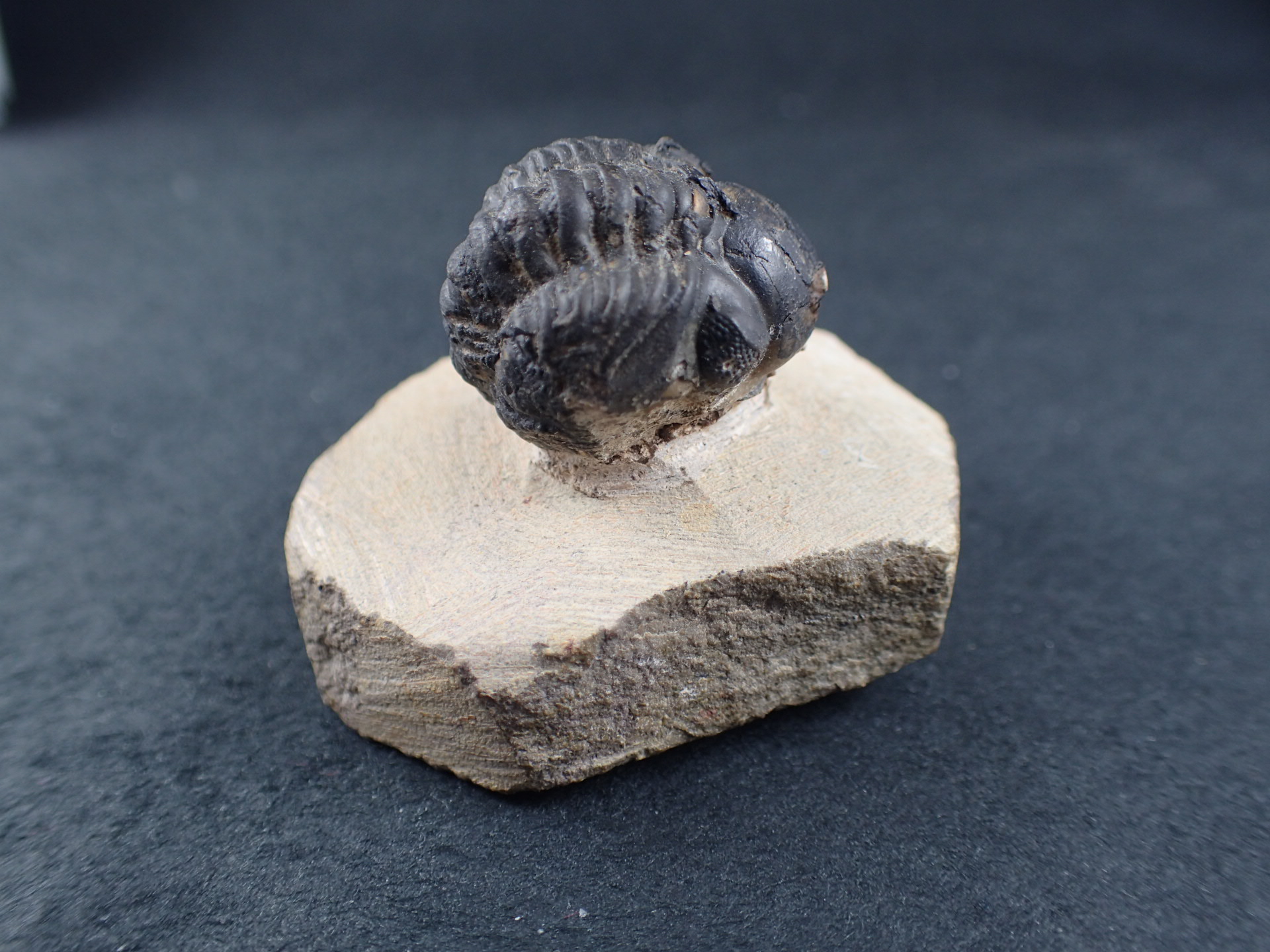 三葉虫 化石（Trilobite Fossil)（学名 ： Phacoida.sp） 時代