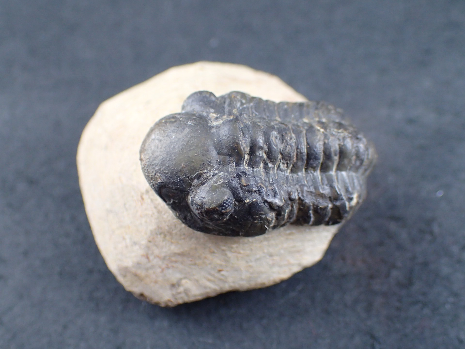 三葉虫 化石（Trilobite Fossil)（学名 ： Phacoida.sp） 時代
