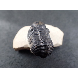三葉虫 化石（Trilobite Fossil)（学名 ： Phacops） 時代 ： 古生代