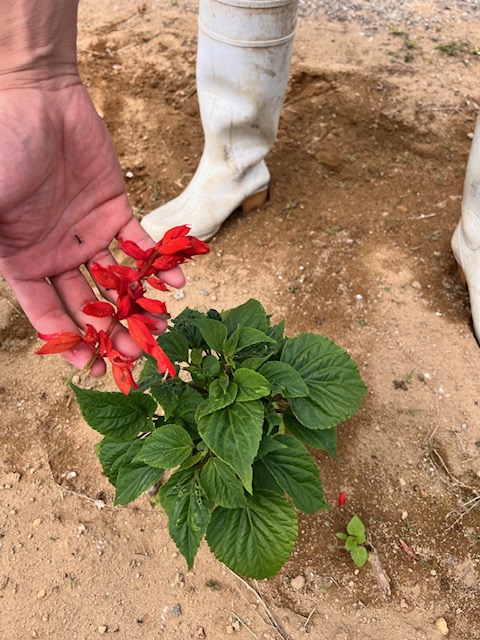 美しいサルビアの花 | 大潟村公式ブログ おおがた散歩