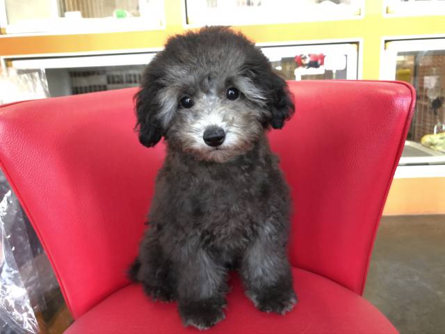 トイ・プードル（小タイニー） | 浅草のペットショップ ワンダフルわん