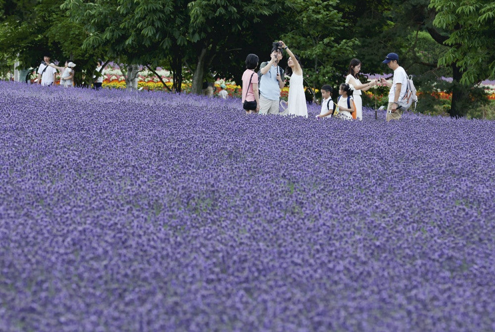 富良野 ファーム富田でラベンダー見頃…一面紫色のじゅうたんに : 読売新聞