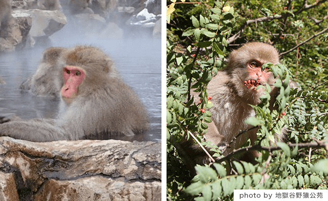 2019年イヤーモデル「雪猿缶」元日より発売 | お知らせ | 根元 八幡屋