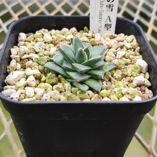 やましち山野草店 / 多肉植物 アガベ 王妃笹の雪 A型 7.5〜9cmポット苗