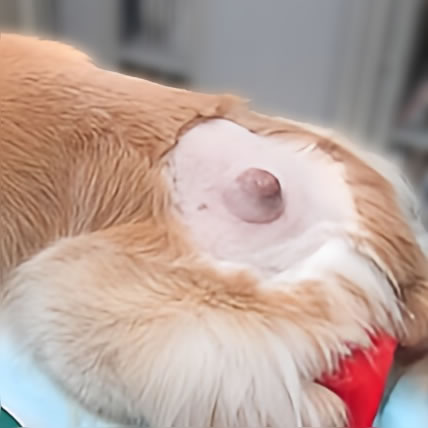 腫瘍科診療｜埼玉県三郷市・吉川市の動物病院｜腫瘍科・FIP治療・循環