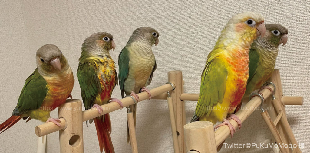ウロコの魅力たっぷり紹介】ウロコインコの沼にはまろう | 鳥のこと