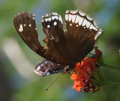 沖縄蝶類生態図鑑／リュウキュウムラサキ