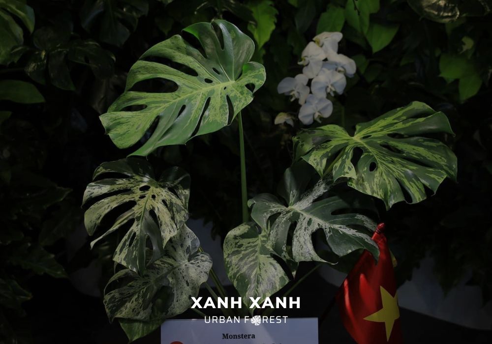 モンステラ・デリシオーサ 'ベトシオーサ' 成長記録・育て方