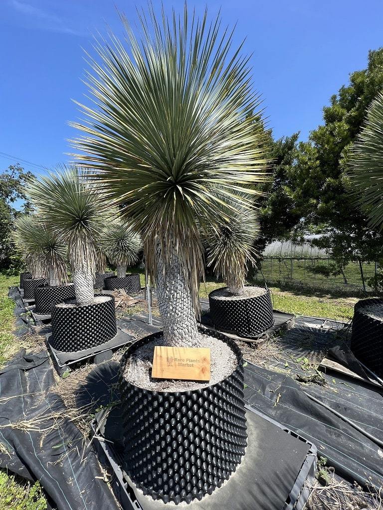 AL-F1139】ユッカ ロストラータ 超美形 高次元ダブル シルバー個体