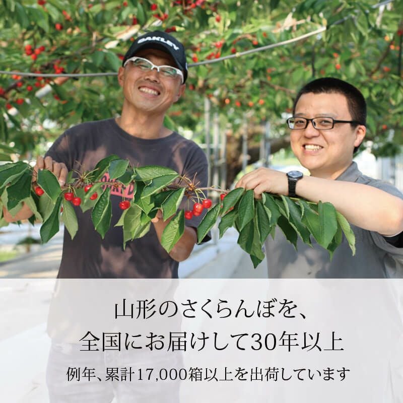 佐藤錦のさくらんぼちゃん 山形さくらんぼおすそ分けカップ入り｜清川屋