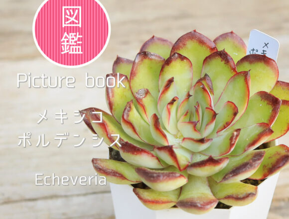 図鑑】エケベリア属に関する記事一覧