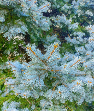 コニファーの最高峰！クリスマスの木・プンゲンストウヒ(コロラド