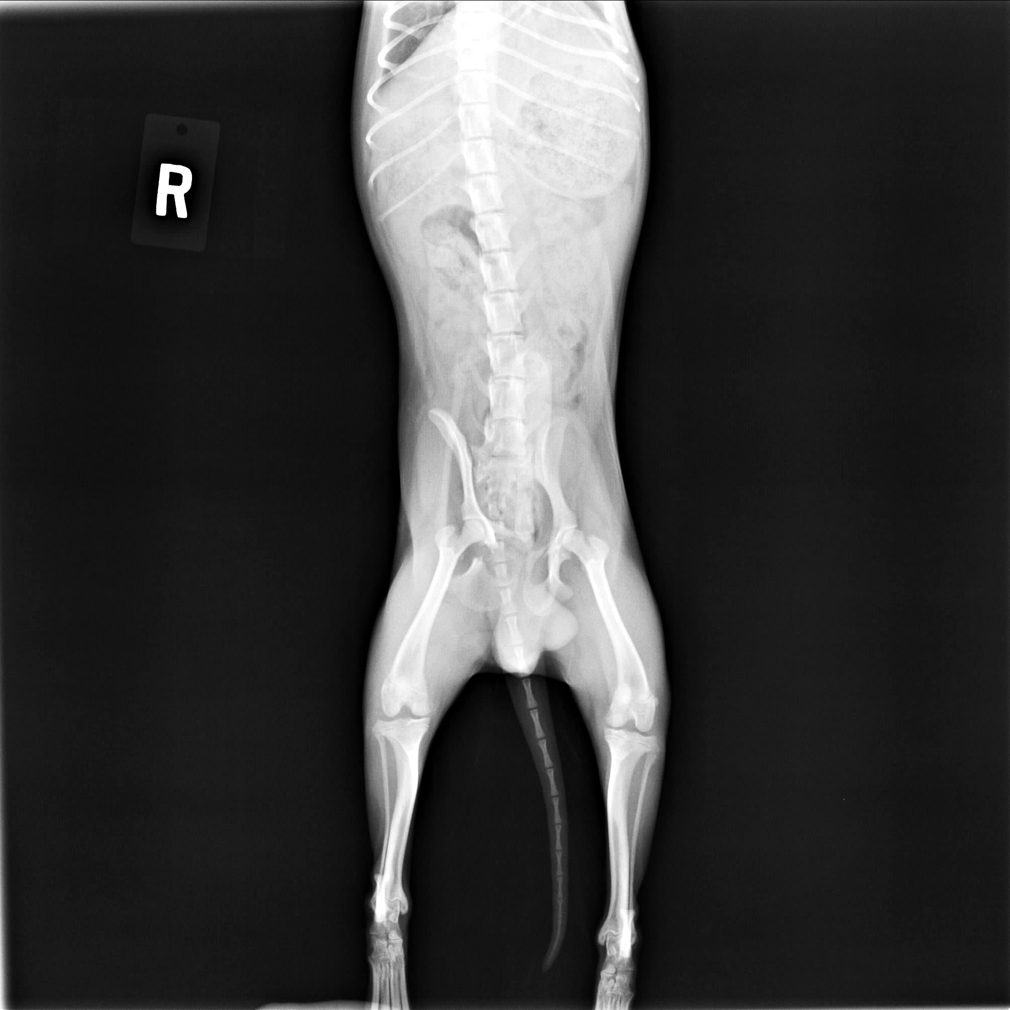 イヌの骨盤骨折の整復手術（整形外科） | やまと動物病院やまと動物病院