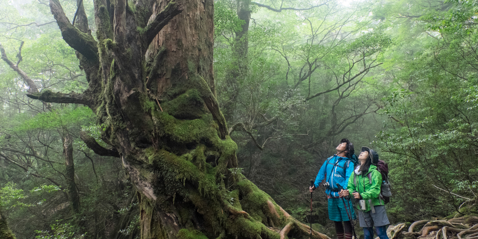 縄文杉 最大級の屋久杉 | 屋久島の山岳・景勝地【公式】屋久島観光協会