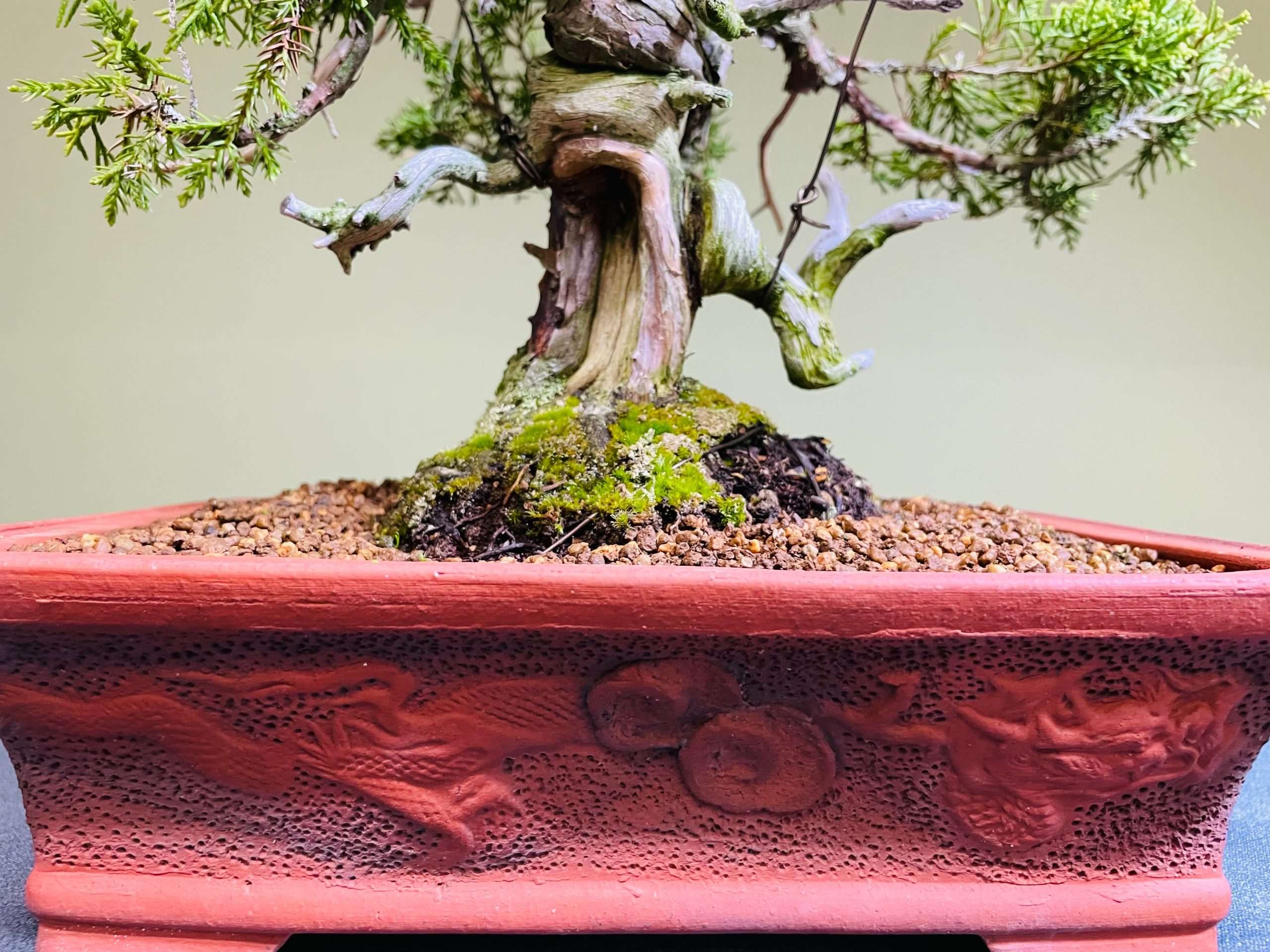 真柏 - WabiSabi.jp