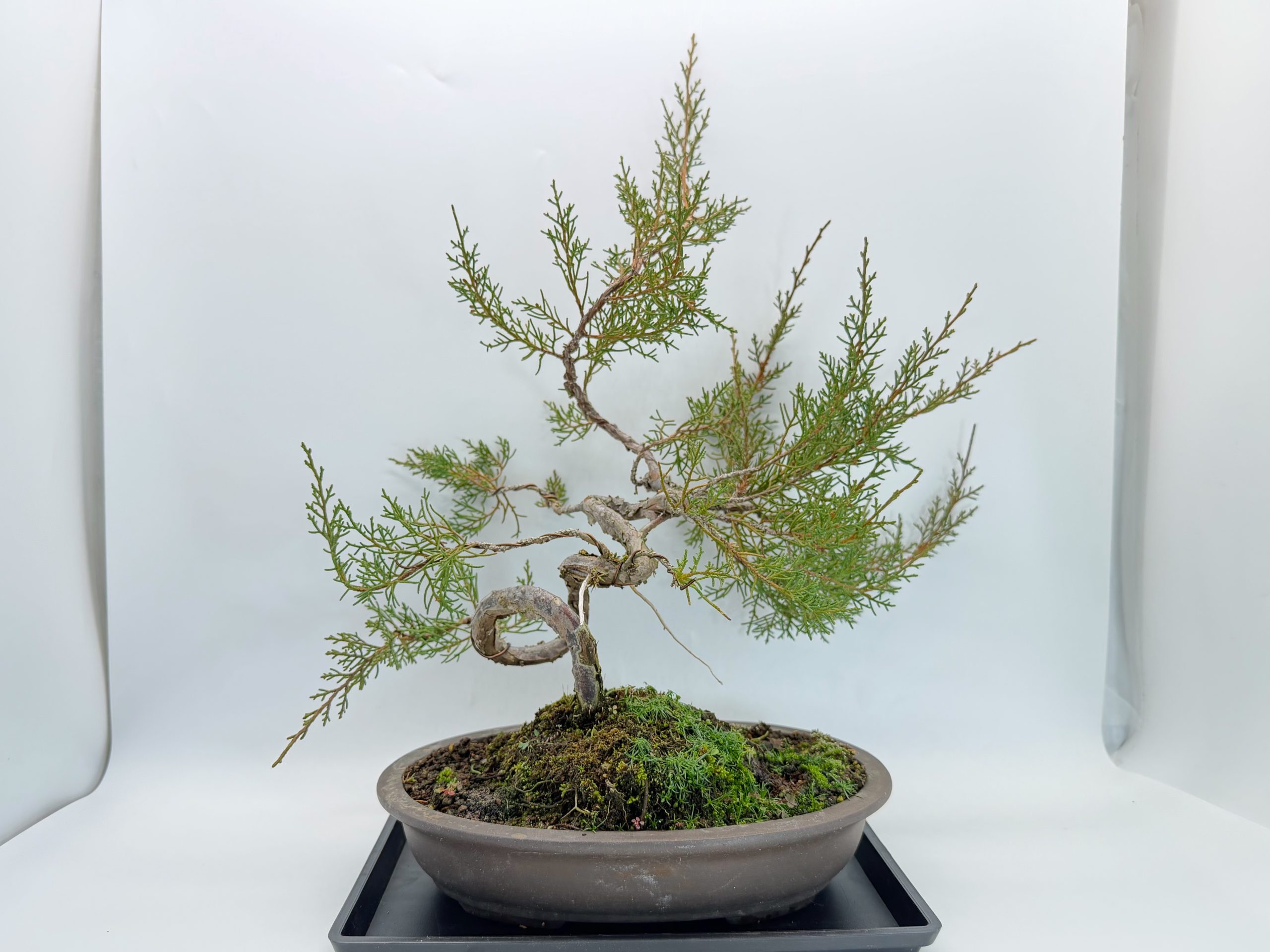 糸魚川真柏 - WabiSabi.jp