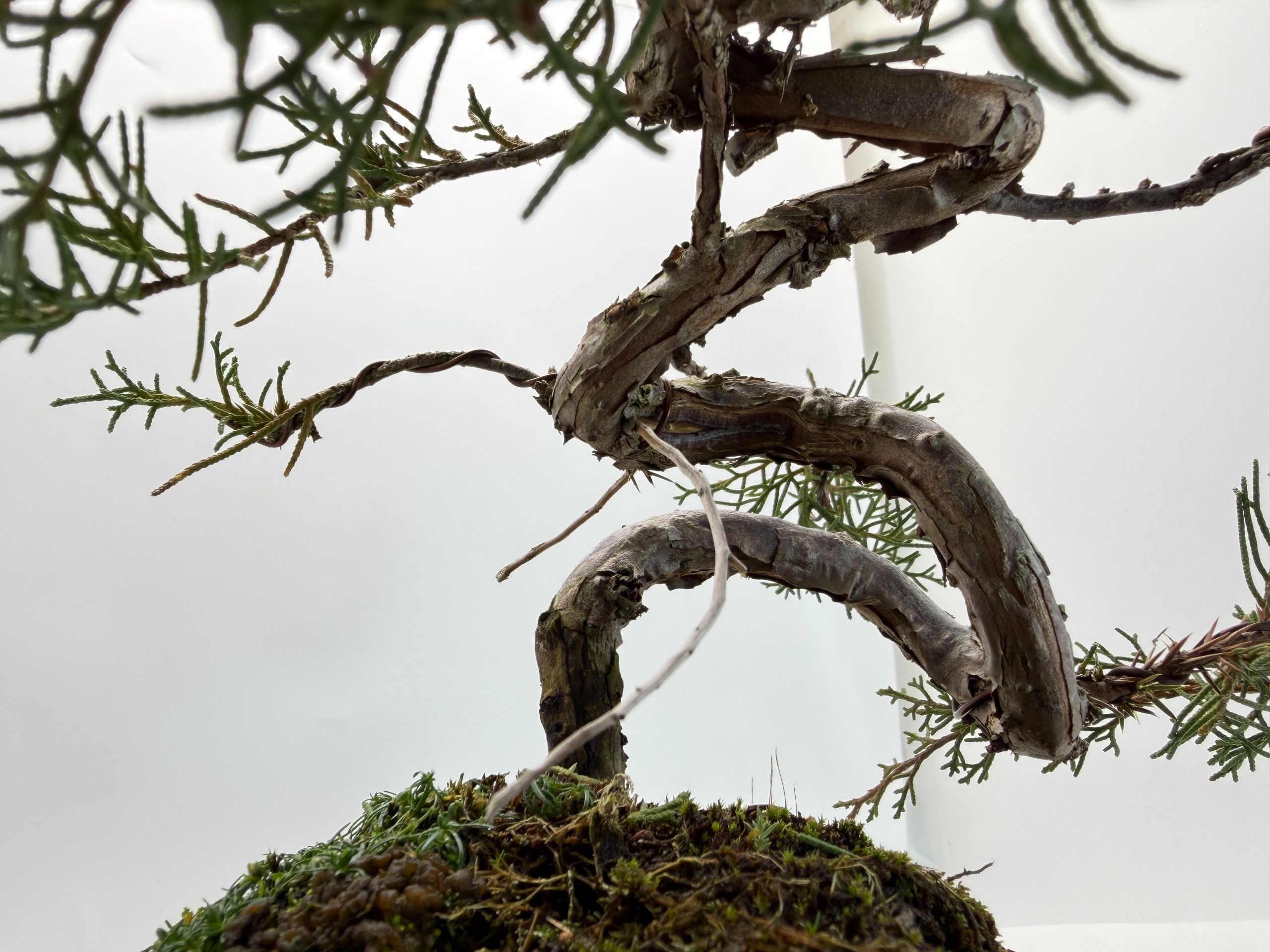 糸魚川真柏 - WabiSabi.jp