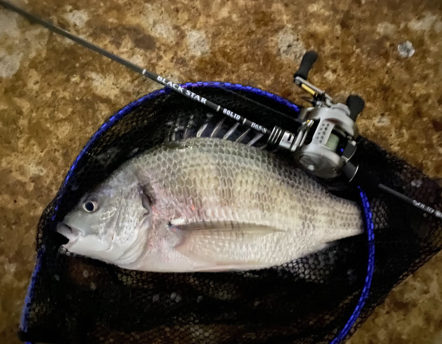 インプレ】ゼスタ ブラックスター ソリッド ベイトランサーB65-S