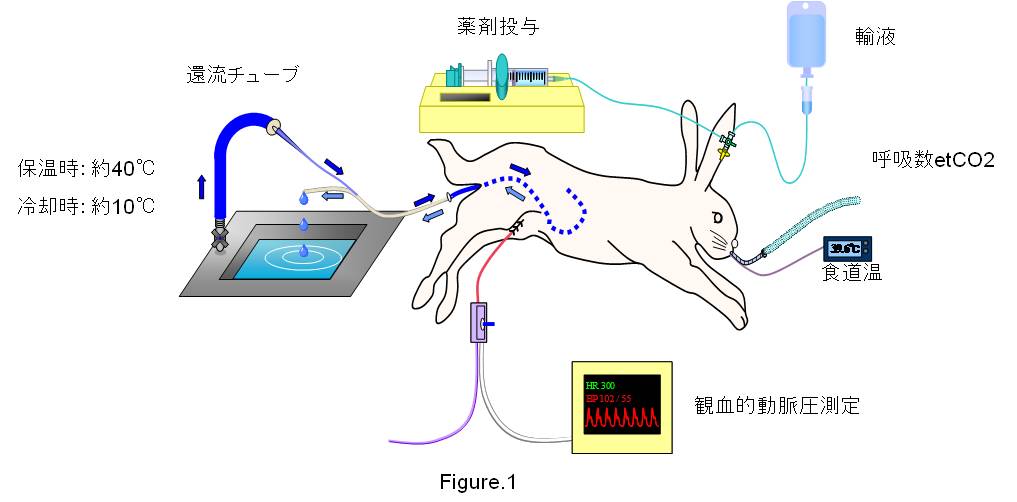 体温 – 麻酔科学教室 | 山梨大学大学院医学工学総合研究部