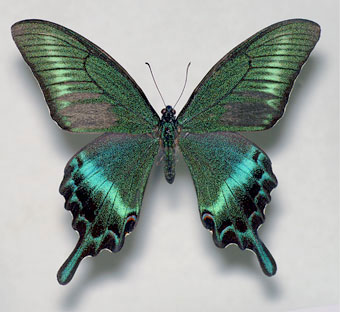 カラスアゲハとミヤマカラスアゲハ比較