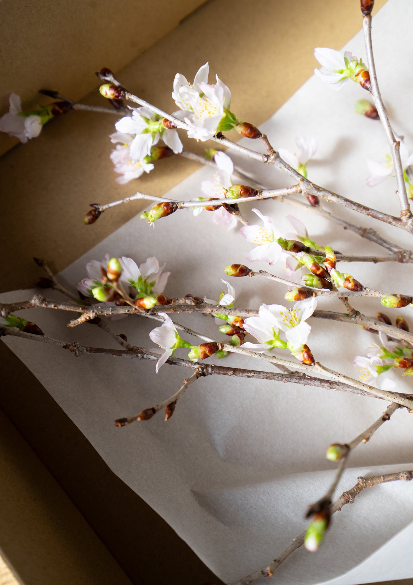 啓翁桜 30cm 5本セット｜春を先取りするミニギフト・お家で楽しむ桜