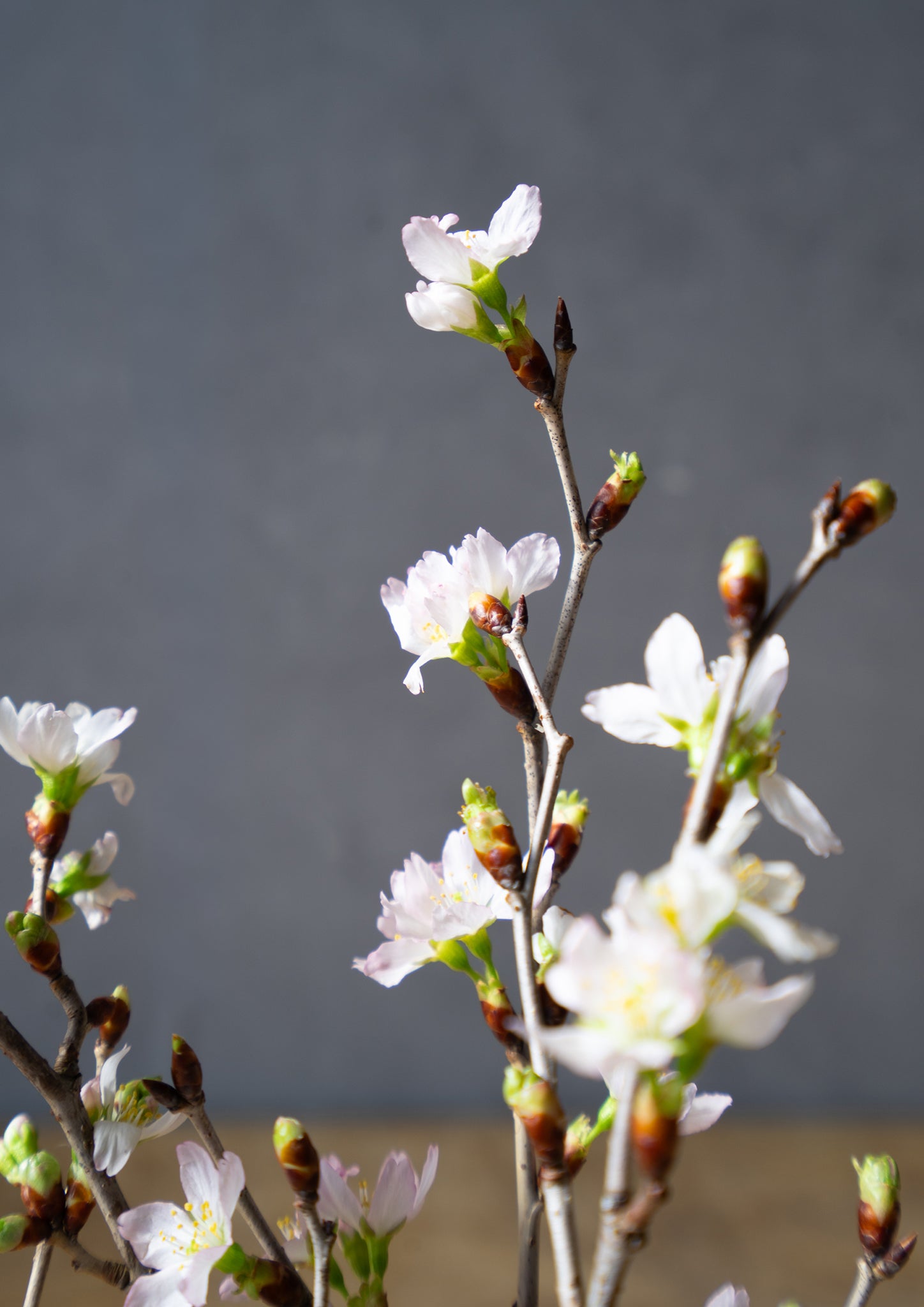 啓翁桜 30cm 5本セット｜春を先取りするミニギフト・お家で楽しむ桜